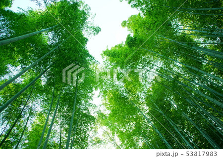 竹林の小径 竹林の小径 53817983