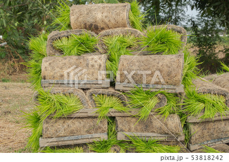 closeup rolls of rice seedling closeup rolls of rice seedling 53818242