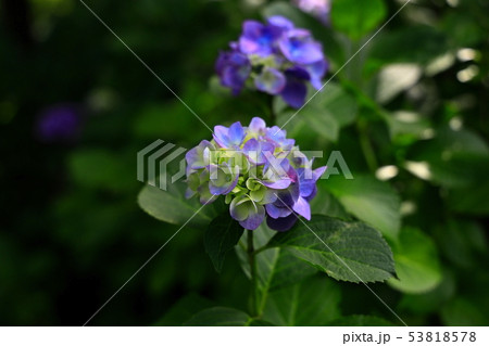 紫陽花寺に咲く紫陽花 紫陽花寺に咲く紫陽花 53818578