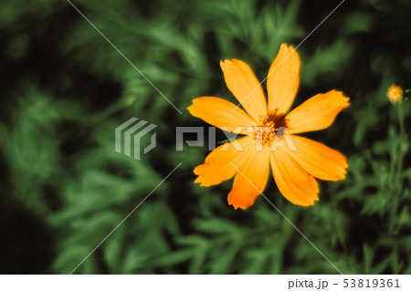 Close up starship flowers Mexican Aster Close up starship flowers Mexican Aster 53819361