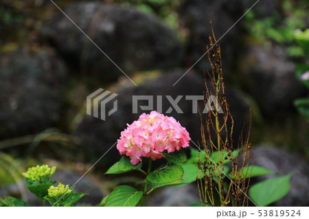 紫陽花 53819524
