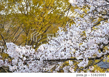 春日井市少年自然の家の桜 53820065