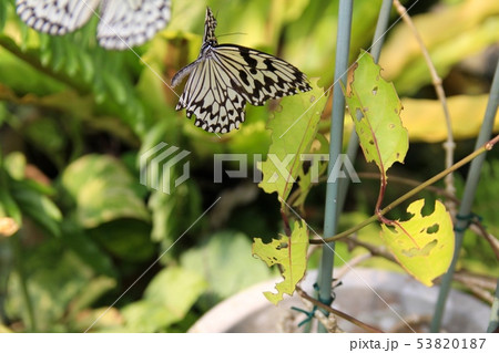 由布島の蝶々園にいるオオゴマダラ 沖縄観光 由布島の蝶々園にいるオオゴマダラ 沖縄観光 53820187