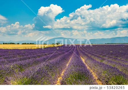 Lavender field, Provence, France 53820265