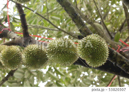 Fresh durian fruit on tree, Durians are the king Fresh durian fruit on tree, Durians are the king 53820307