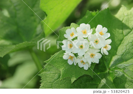 サンカヨウ満開 53820425