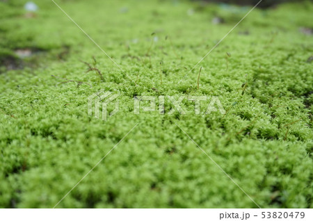 苔のジュータン 苔のジュータン 53820479