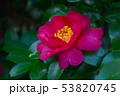 雨粒がついた椿の花 53820745