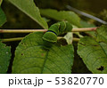 アゲハ蝶の幼虫 53820770