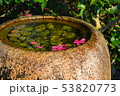 手水鉢に浮かぶ椿の花びら 53820773