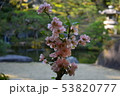 梅の花 53820777