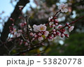 梅の花 53820778
