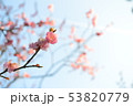 梅の花 53820779