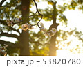 梅の花 53820780