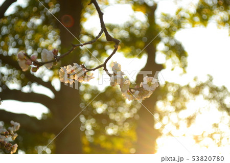 梅の花 梅の花 53820780