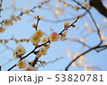 梅の花 53820781