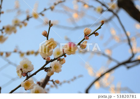 梅の花 53820781