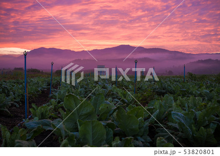 Colorful sky cloud sunrise in tobacco plantation 53820801