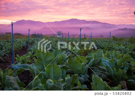 Colorful sky cloud sunrise in tobacco plantation 53820802