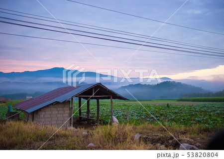 Colorful sky cloud sunrise in tobacco plantation 53820804