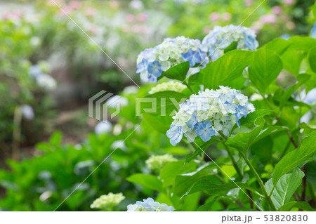 お寺の境内の紫陽花 53820830