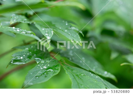 雨の日の雫 雨の日の雫 53820880