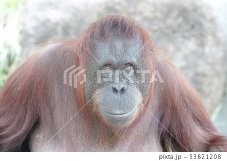 多摩動物園のボルネオオランウータンの写真素材 5318