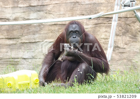 多摩動物園のボルネオオランウータン2の写真素材 5319