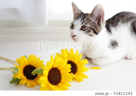 猫とひまわり 猫とひまわり 53821393