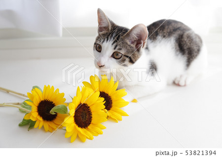 ひまわりとネコ様 猫とひまわりの写真素材 [53821394] - PIXTA