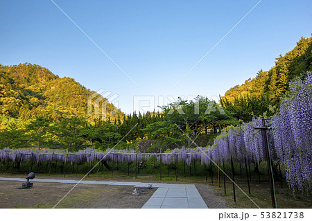 【兵庫県丹波市】朝焼けと白毫寺の九尺ふじ 53821738