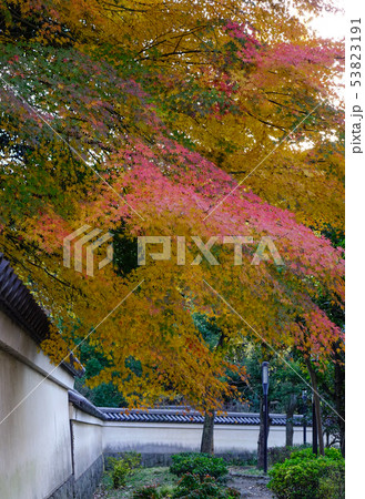 Autumn garden in Tokyo, Japan Autumn garden in Tokyo, Japan 53823191