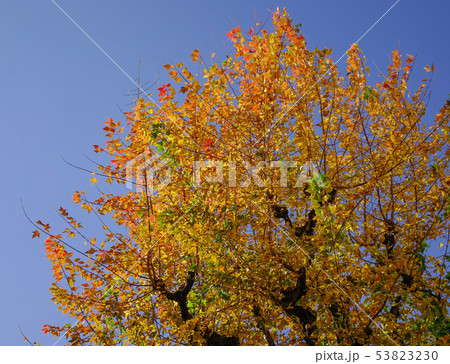 Autumn garden in Tokyo, Japan 53823230