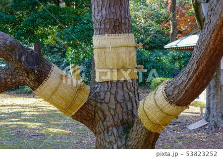 Pine tree with mat for snow protection in winter 53823252