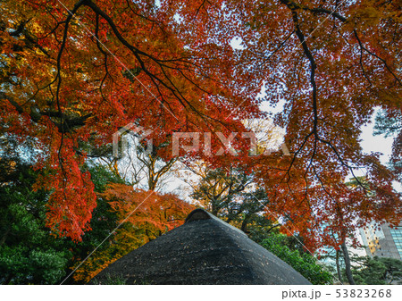 Autumn garden in Tokyo, Japan Autumn garden in Tokyo, Japan 53823268