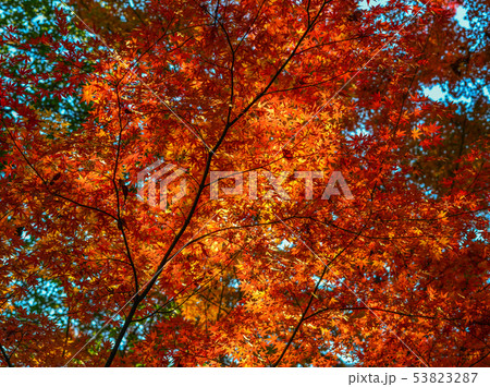 Autumn garden in Tokyo, Japan Autumn garden in Tokyo, Japan 53823287