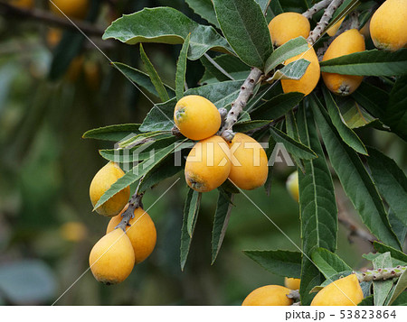 枇杷の実 枇杷の実 53823864