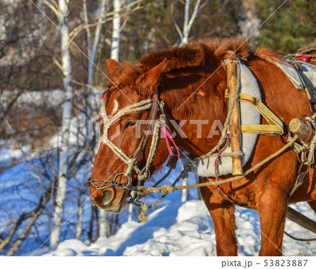Horse cart running on snow road 53823887