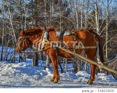 Horse cart running on snow road Horse cart running on snow road 53823920