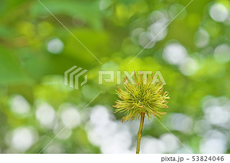 緑色のタイワンフウの実 緑色のタイワンフウの実 53824046