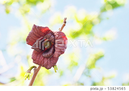茶色のポーポーの花 53824565