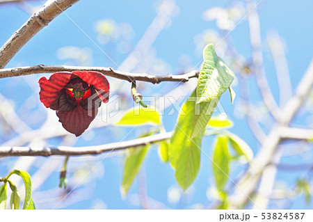 茶色のポーポーの花 茶色のポーポーの花 53824587