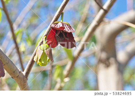茶色のポーポーの花 茶色のポーポーの花 53824695
