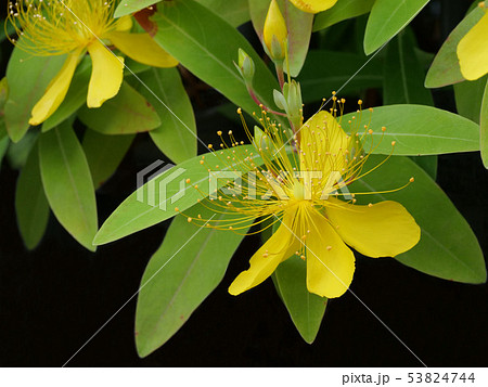 ビヨウヤナギ ビヨウヤナギ 53824744