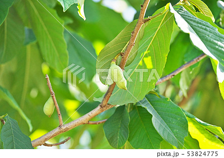 緑色のポーポーの実 53824775