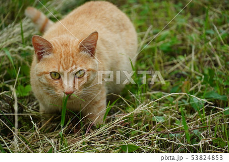 猫 野良猫 茶トラ チャー坊 オス 快晴 六月 臭い 臭う 変顔の写真素材 53824853 Pixta