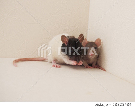 2匹のネズミ 53825434