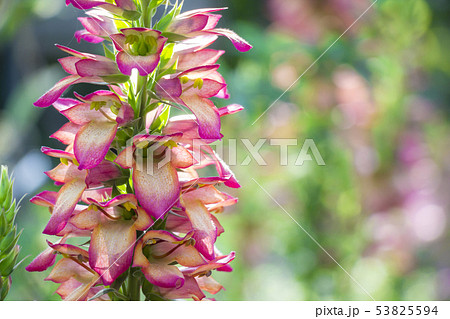 ジキタリス イルミネーションフレームの写真素材