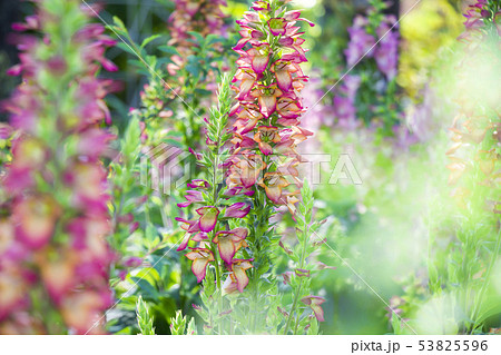 ジキタリス イルミネーションフレーム 53825596