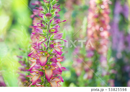 ジキタリス イルミネーションフレーム 53825598